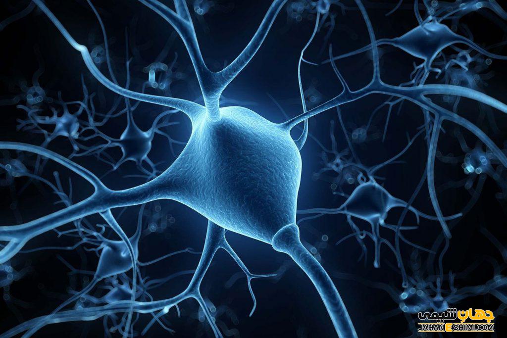 پیام عصبی و پتانسل عمل در نورون‌ها