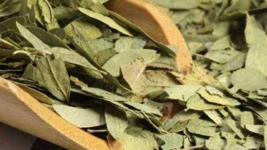 برگ سنا – برگ سنا چیست و چه فوایدی دارد؟