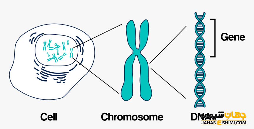 تفاوت DNA و RNA چیست؟ مقایسه ساختار و عملکرد آنها