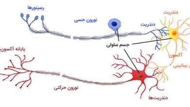 پیام عصبی و پتانسل عمل در نورون‌ها