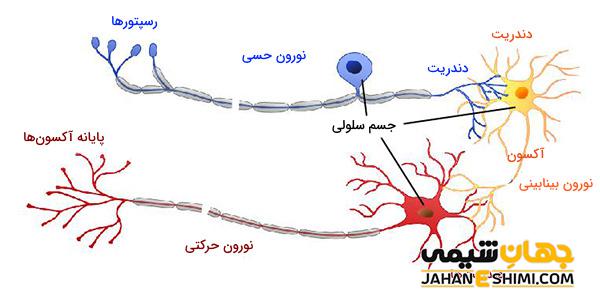 پیام عصبی و پتانسل عمل در نورون‌ها