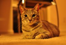 گربه نژاد حبشی (Abyssinian) چه ویژگی هایی دارد؟ قیمت خرید