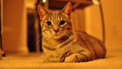 گربه نژاد حبشی (Abyssinian) چه ویژگی هایی دارد؟ قیمت خرید