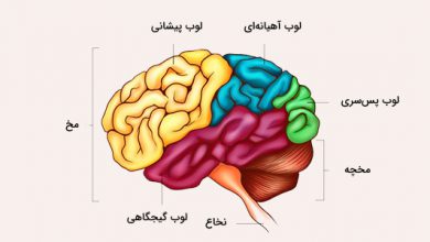 مخ و مخچه چیست؟ تفاوت مخ و مخچه