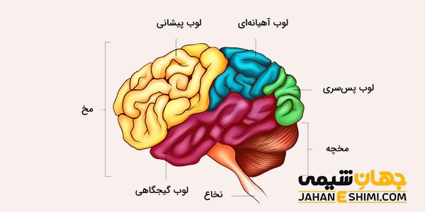 مخ و مخچه چیست؟ تفاوت مخ و مخچه