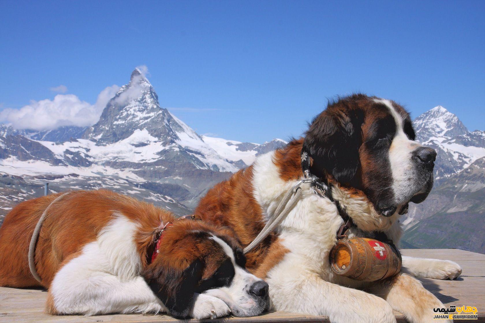 سگ نژاد سنت برنارد (Saint Bernard) چه ویژگی هایی دارد؟ قیمت و خرید