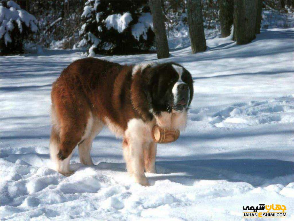 سگ نژاد سنت برنارد (Saint Bernard) چه ویژگی هایی دارد؟ قیمت و خرید