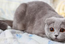 گربه نژاد اسکاتیش فولد چه ویژگی هایی دارد؟ قیمت خرید آن