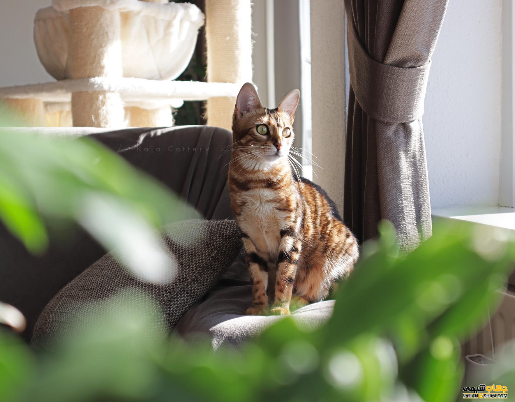 گربه نژاد بنگال (Bengal Cat) چه ویژگی هایی دارد؟ قیمت خرید