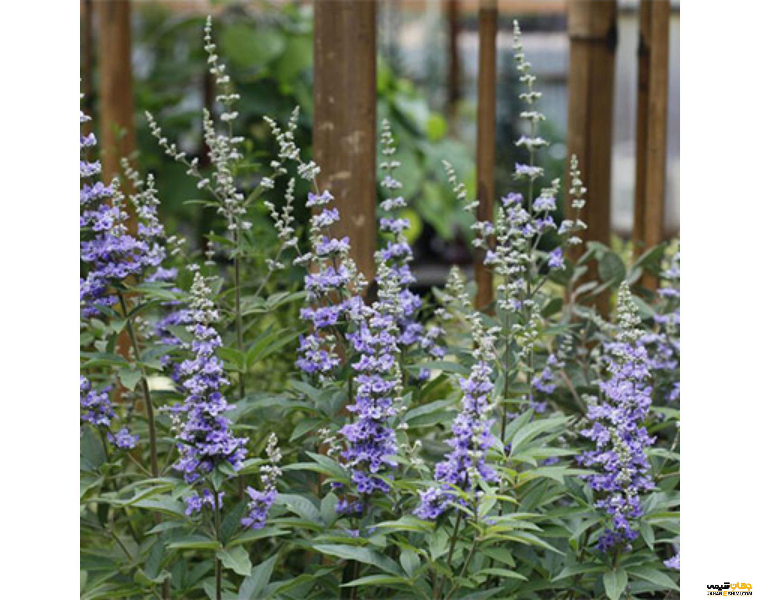 مصرف عصاره گیاه پنج انگشت چه عوارضی دارد؟