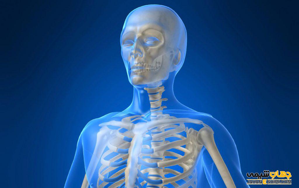 اسکلت بدن انسان چیست؟ ساختار و عملکرد اسکلت بدن 