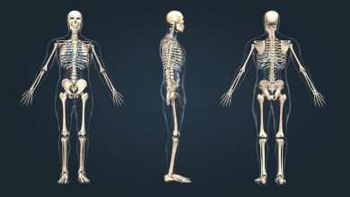 اسکلت بدن انسان چیست؟ ساختار و عملکرد اسکلت بدن