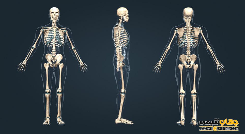 اسکلت بدن انسان چیست؟ ساختار و عملکرد اسکلت بدن