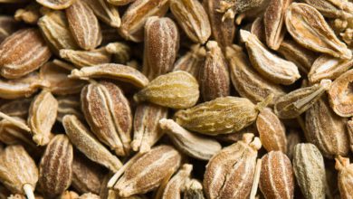 گیاه انیسون شیرین چیست؟ خواص دارویی و عوارض مصرف آن