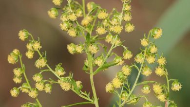 گیاه گندواش چیست؟ خواص و عوارض مصرف آن