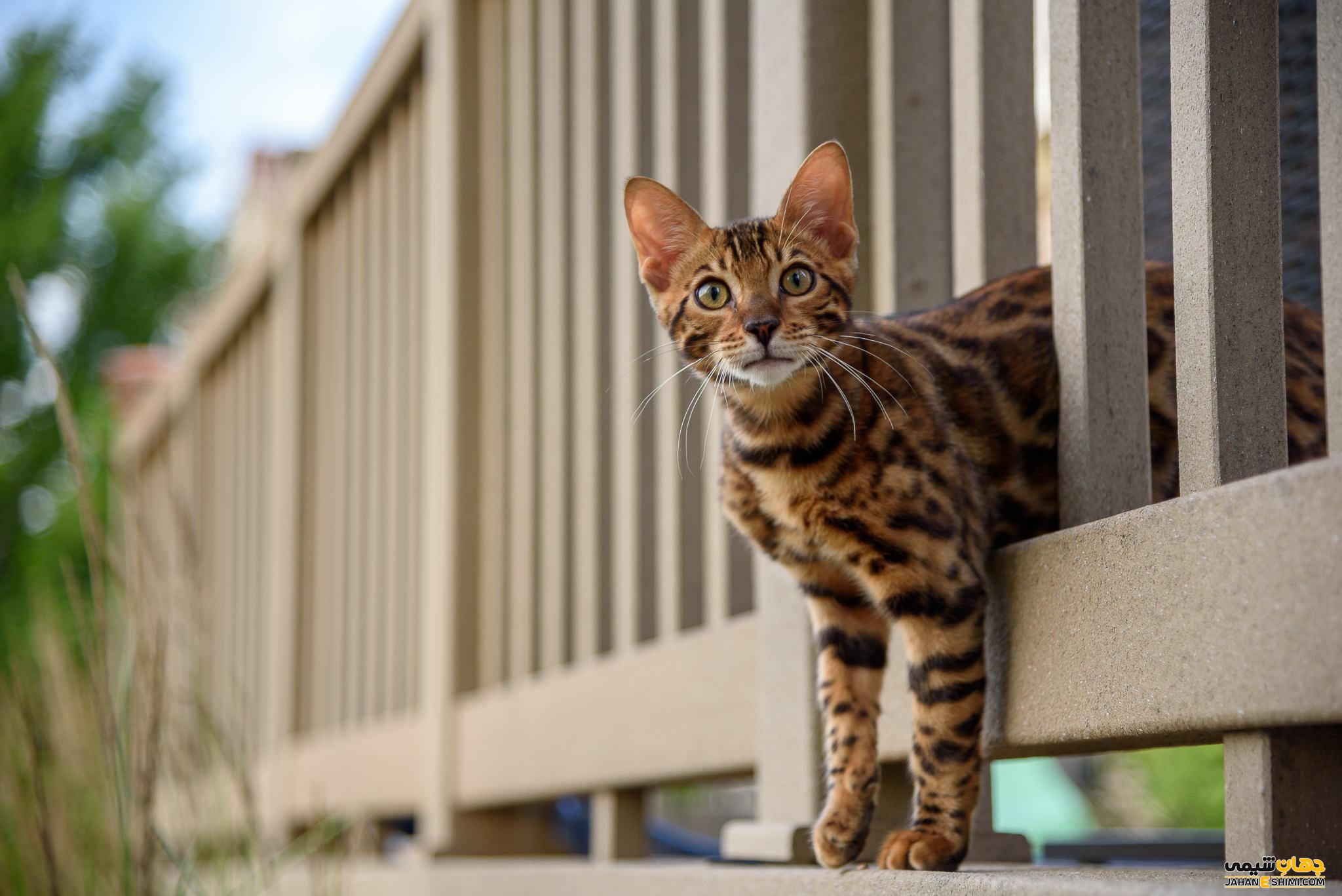 گربه نژاد بنگال (Bengal Cat) چه ویژگی هایی دارد؟ قیمت خرید