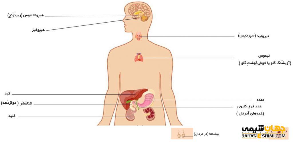 اعمال هورمون ها در بدن، هورمون چیست و چگونه عمل می‌کند؟