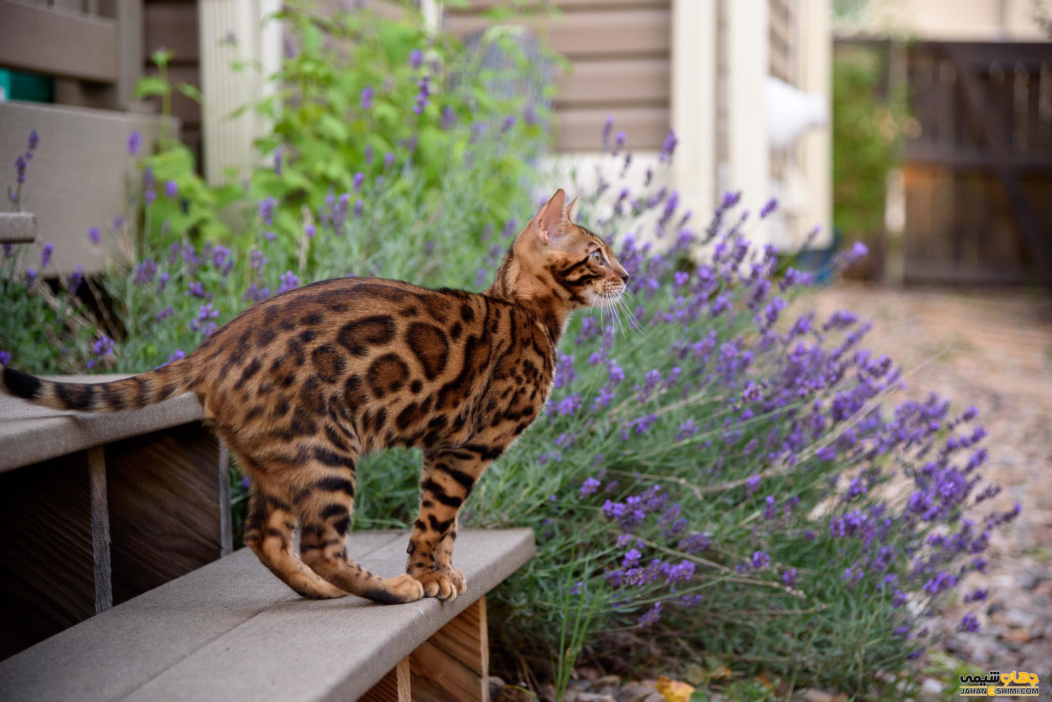 گربه نژاد بنگال (Bengal Cat) چه ویژگی هایی دارد؟ قیمت خرید