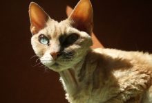 ویژگی های گربه نژاد دون رکس Devon Rex و قیمت و خرید آن