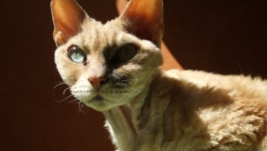 ویژگی های گربه نژاد دون رکس Devon Rex و قیمت و خرید آن