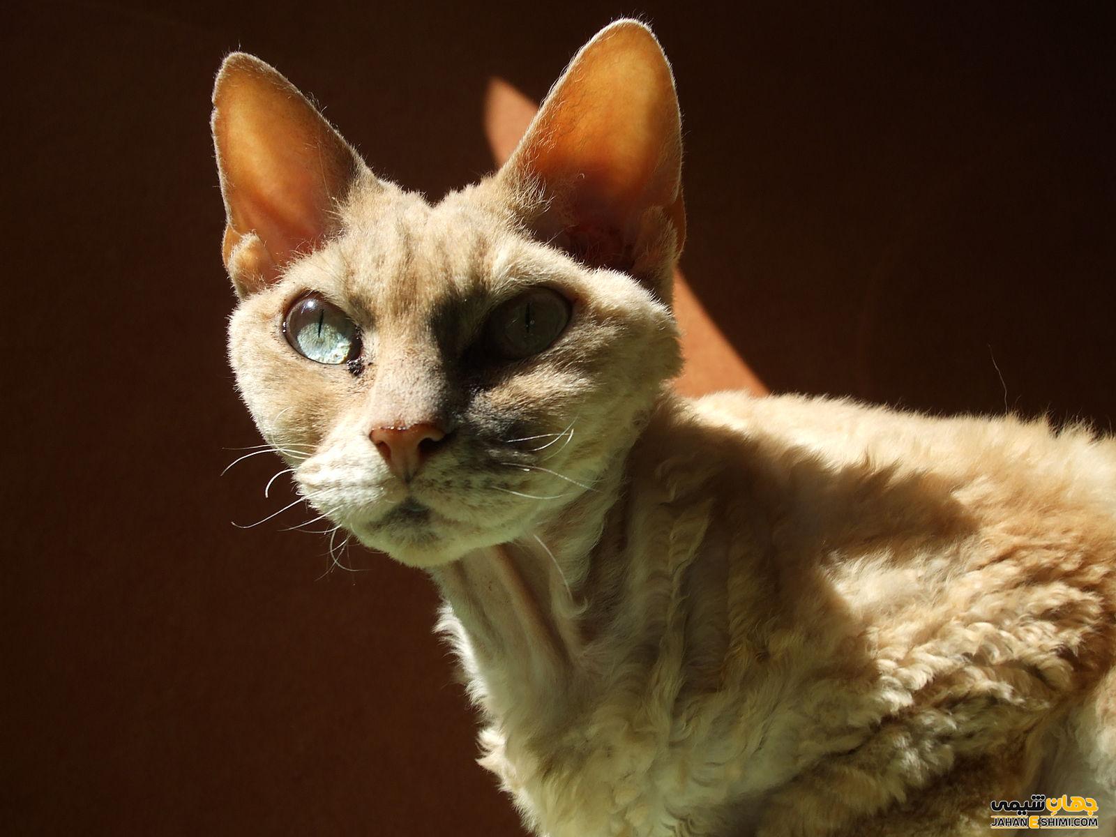 ویژگی های گربه نژاد دون رکس Devon Rex و قیمت و خرید آن