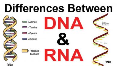 تفاوت DNA و RNA چیست؟ مقایسه ساختار و عملکرد آن‌ها