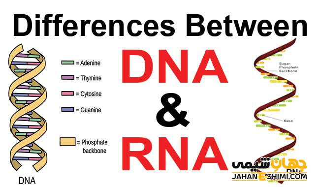 تفاوت DNA و RNA چیست؟ مقایسه ساختار و عملکرد آنها