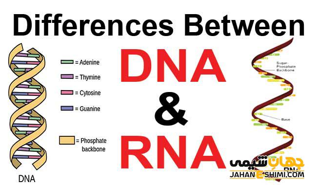 تفاوت DNA و RNA چیست؟ مقایسه ساختار و عملکرد آن‌ها