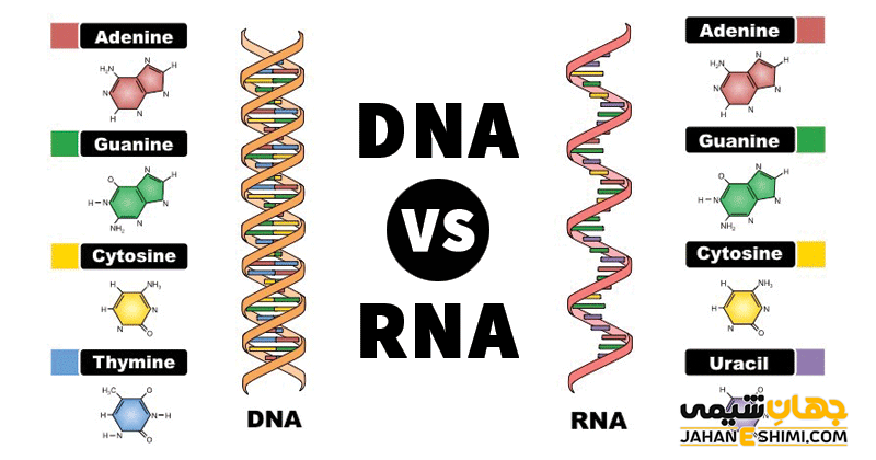تفاوت DNA و RNA چیست؟ مقایسه ساختار و عملکرد آنها