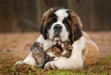سگ نژاد سنت برنارد (Saint Bernard) چه ویژگی هایی دارد؟ قیمت و خرید