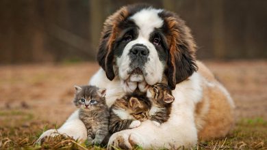 سگ نژاد سنت برنارد (Saint Bernard) چه ویژگی هایی دارد؟ قیمت و خرید