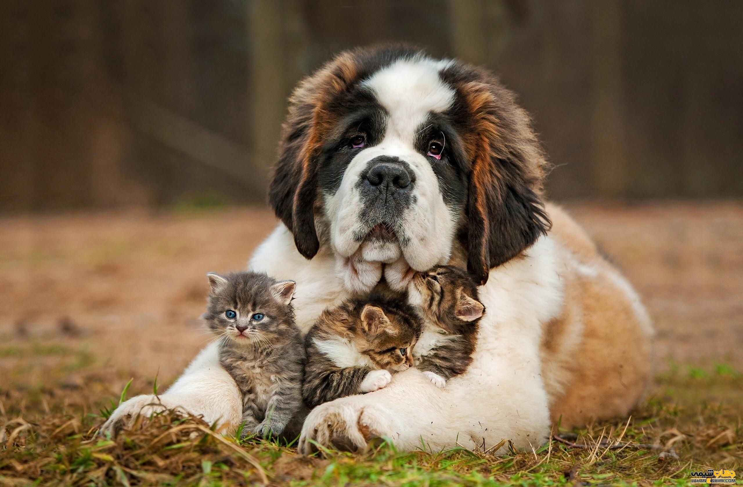 سگ نژاد سنت برنارد (Saint Bernard) چه ویژگی هایی دارد؟ قیمت و خرید
