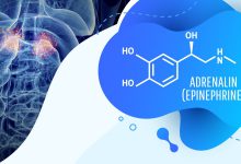 آدرنالین چیست؟ همه چیز در مورد آدرنالین و محل تولید آن