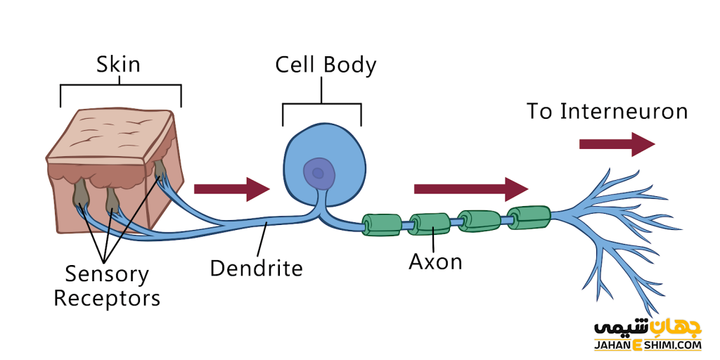 عصب حسی و حرکتی چیست؟ تفاوت عصب حسی و حرکتی