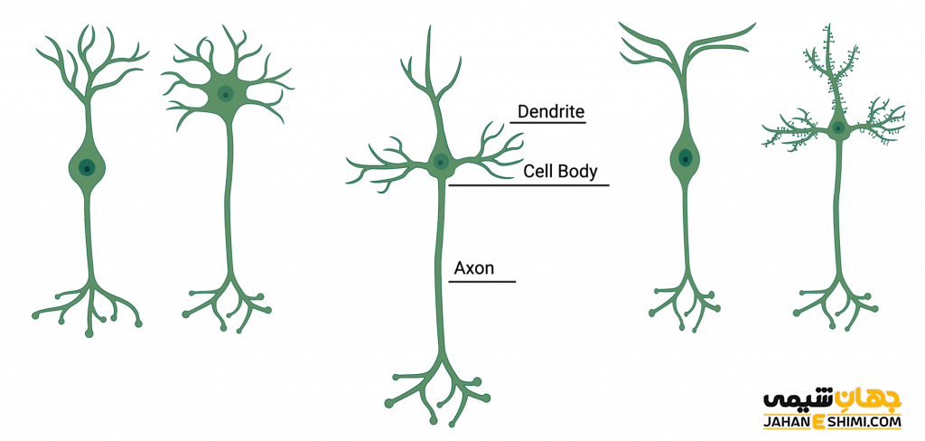 عصب حسی و حرکتی چیست؟ تفاوت عصب حسی و حرکتی