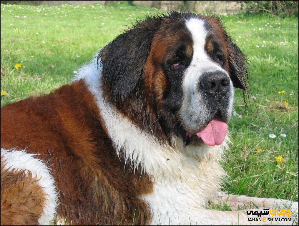 سگ نژاد سنت برنارد (Saint Bernard) چه ویژگی هایی دارد؟ قیمت و خرید