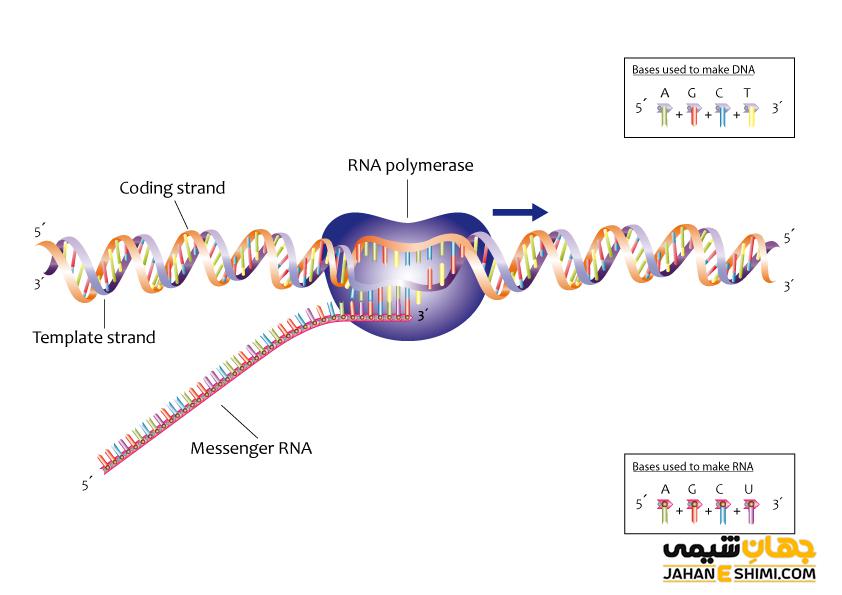 تفاوت DNA و RNA چیست؟ مقایسه ساختار و عملکرد آنها