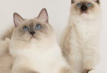 گربه نژاد رگدال (Ragdoll) چه ویژگی هایی دارد؟ قیمت خرید