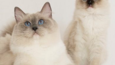 گربه نژاد رگدال (Ragdoll) چه ویژگی هایی دارد؟ قیمت خرید