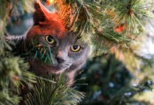 گربه نژاد راشن بلو (Russian blue) چه ویژگی هایی دارد؟ قیمت و خرید 