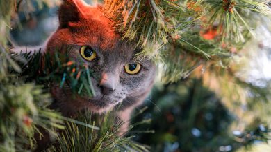 گربه نژاد راشن بلو (Russian blue) چه ویژگی هایی دارد؟ قیمت و خرید 