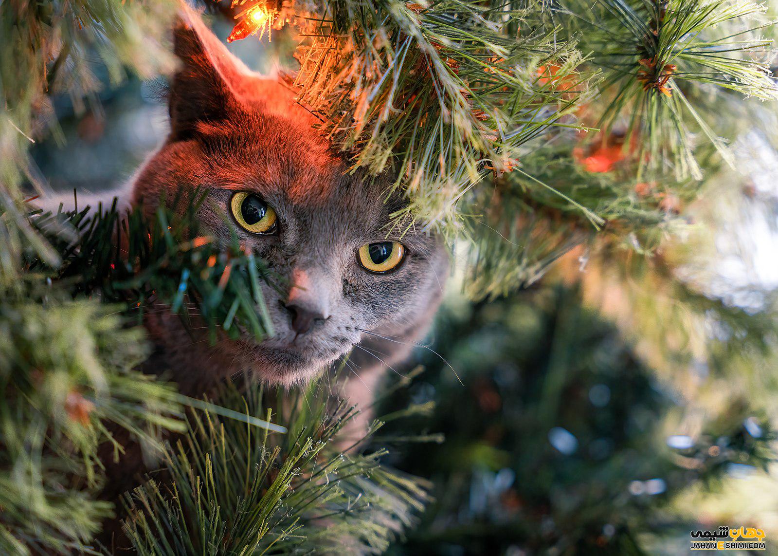 گربه نژاد راشن بلو (Russian blue) چه ویژگی هایی دارد؟ قیمت و خرید 