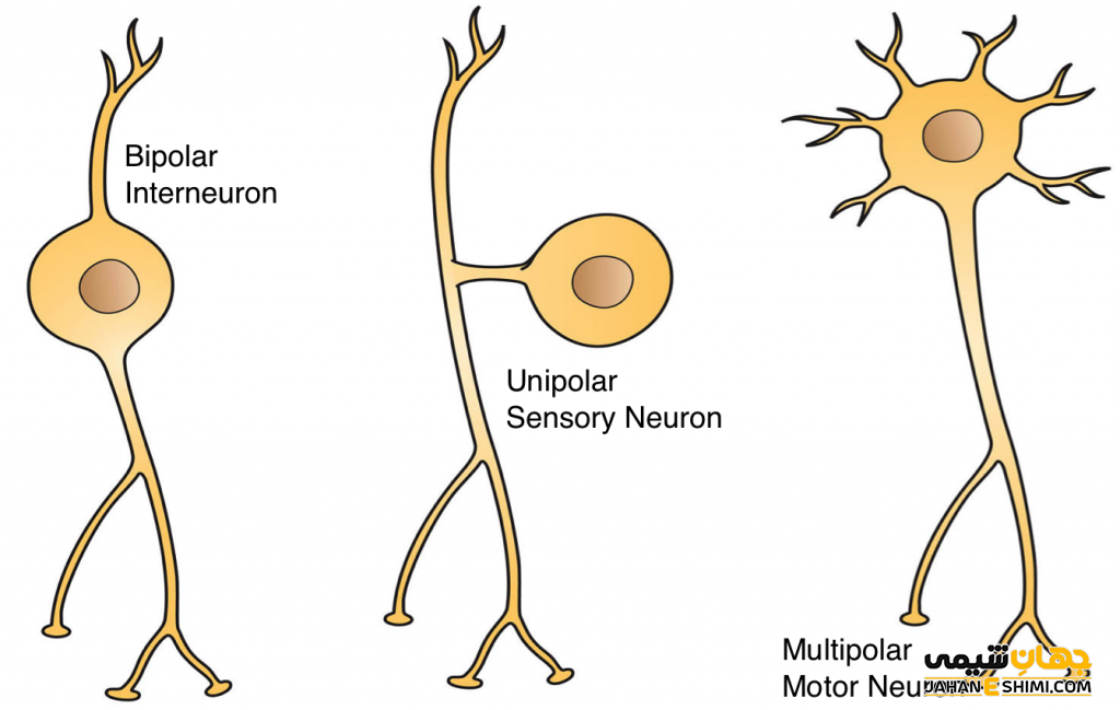 عصب حسی و حرکتی چیست؟ تفاوت عصب حسی و حرکتی