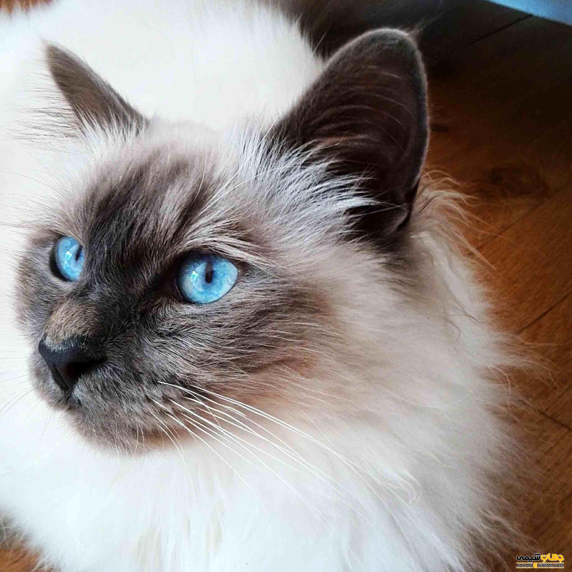 گربه نژاد بیرمن (Birman) چه ویژگی هایی دارد؟ قیمت خرید
