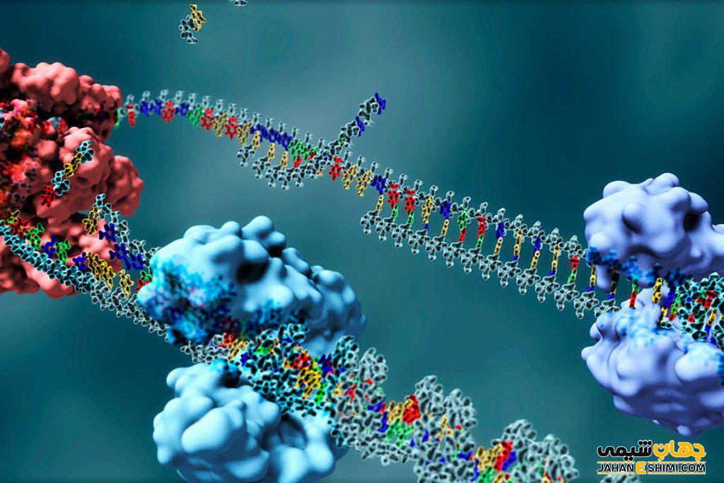 تفاوت DNA و RNA چیست؟ مقایسه ساختار و عملکرد آنها
