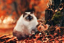 گربه نژاد هیمالین (Himalayan) چه ویژگی هایی دارد؟ قیمت و خرید