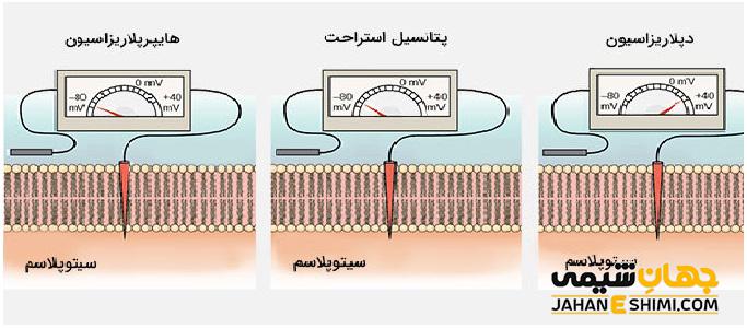 پیام عصبی و پتانسل عمل در نورون‌ها