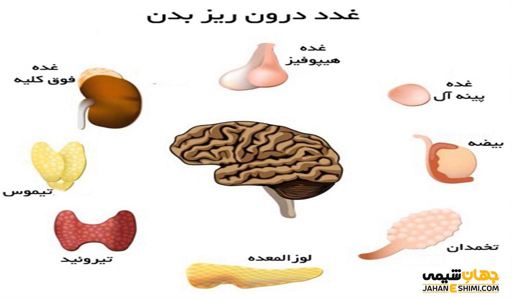 اعمال هورمون ها در بدن، هورمون چیست و چگونه عمل می‌کند؟