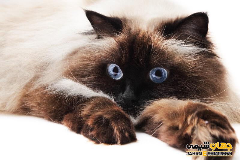 گربه نژاد هیمالین (Himalayan) چه ویژگی هایی دارد؟ قیمت و خرید