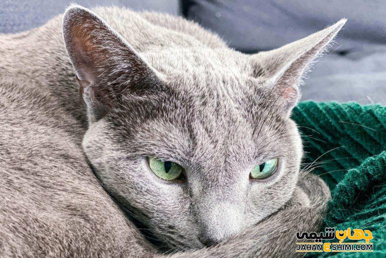 گربه نژاد راشن بلو (Russian blue) چه ویژگی هایی دارد؟ قیمت و خرید